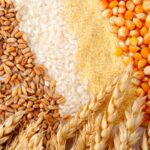 FAO anunță recolte record de cereale, dar avertizează asupra unui nou val de scumpiri în agricultură
