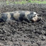 Zeci de mii de porci sacrificați, sute de milioane în joc! Fermierii suspectează întârzieri intenționate