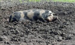 Zeci de mii de porci sacrificați, sute de milioane în joc! Fermierii suspectează întârzieri intenționate