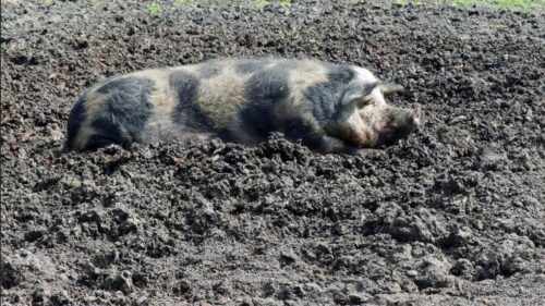 Zeci de mii de porci sacrificați, sute de milioane în joc! Fermierii suspectează întârzieri intenționate