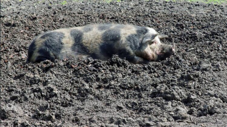 Zeci de mii de porci sacrificați, sute de milioane în joc! Fermierii suspectează întârzieri intenționate