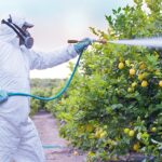 Șoc pe piața agricolă! 810 milioane de lei au fost pulverizați pe câmpurile Moldovei