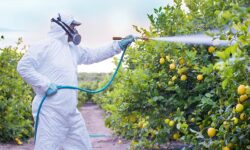 Șoc pe piața agricolă! 810 milioane de lei au fost pulverizați pe câmpurile Moldovei