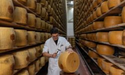 Valul de căldură pune în genunchi regatul Parmezanului! Laptele scade, iar costurile urcă până la cer