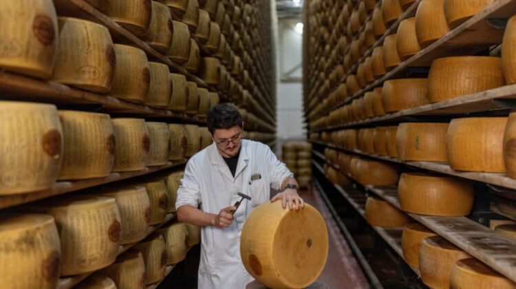 Valul de căldură pune în genunchi regatul Parmezanului! Laptele scade, iar costurile urcă până la cer