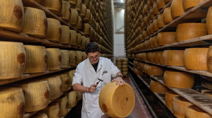 Valul de căldură pune în genunchi regatul Parmezanului! Laptele scade, iar costurile urcă până la cer