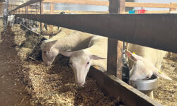 8 tone de carne fără acte sechestrate și aproape 160 de animale sacrificate, după controalele ANSA
