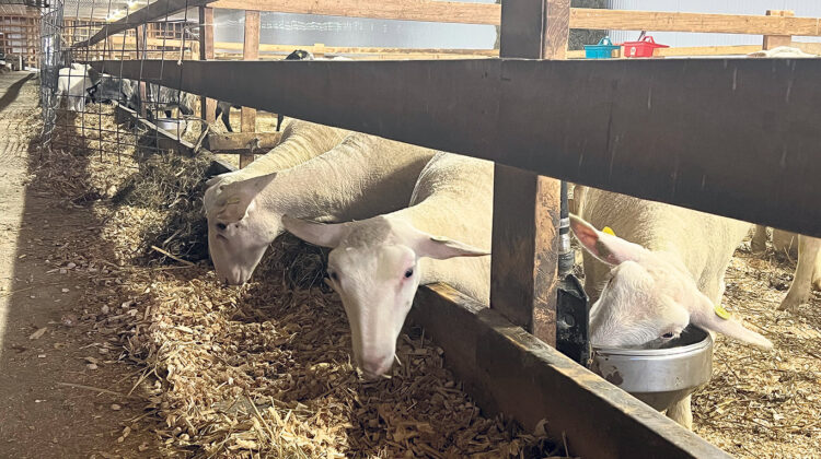 8 tone de carne fără acte sechestrate și aproape 160 de animale sacrificate, după controalele ANSA