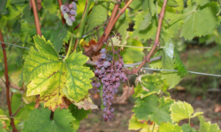 Alertă în plantațiile viticole din Moldova: ANSA a depistat „îngălbenirea aurie” a viței-de-vie