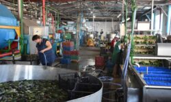 4 miliarde de lei pentru investiții în fabrici și producție: Guvernul extinde ajutorul pentru industria prelucrătoare