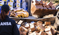 Aproape 24 de tone de banane alterate și ceai cu pesticide, blocate la import și trimise la gunoi