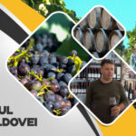 Povestea vinului moldovenesc, de la viță la tradiție