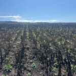 Atac chimic pe ogoarele Moldovei! Un fermier din Soroca s-a trezit cu recolta distrusă și pagube de 5 milioane de lei